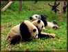 Filename=f-chengdu-pandas-d11.jpg
Filesize=261KB
Dimensions=1065x814
Date added=Jan 29, 2006 f-chengdu-pandas-d11.jpg