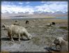 Filename=f-karakul-cabras-d02.jpg
Filesize=254KB
Dimensions=1065x814
Date added=Nov 01, 2005 f-karakul-cabras-d02.jpg