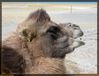 Filename=f-karakul-camellos-d04.jpg
Filesize=208KB
Dimensions=1065x814
Date added=Nov 01, 2005 f-karakul-camellos-d04.jpg