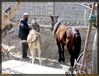Filename=f-khotan-mercado-d46.jpg
Filesize=203KB
Dimensions=1065x814
Date added=Jan 09, 2006 f-khotan-mercado-d46.jpg